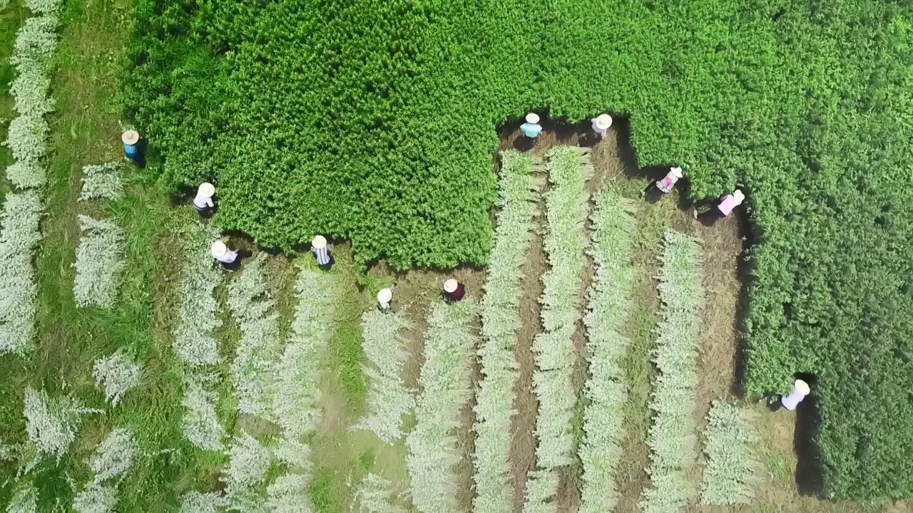 供应链海报3